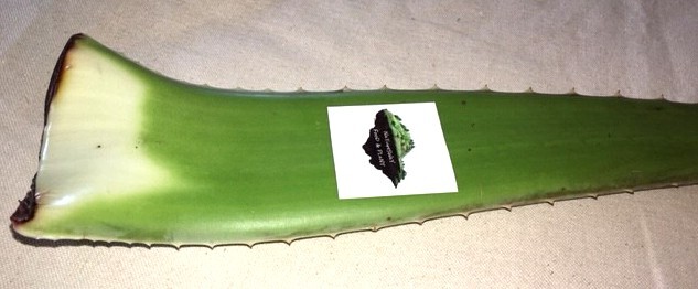 Aloe Vera Barbadensis Organic Leaf Edible Antioxidant, Skin Healing 16 -64ounce