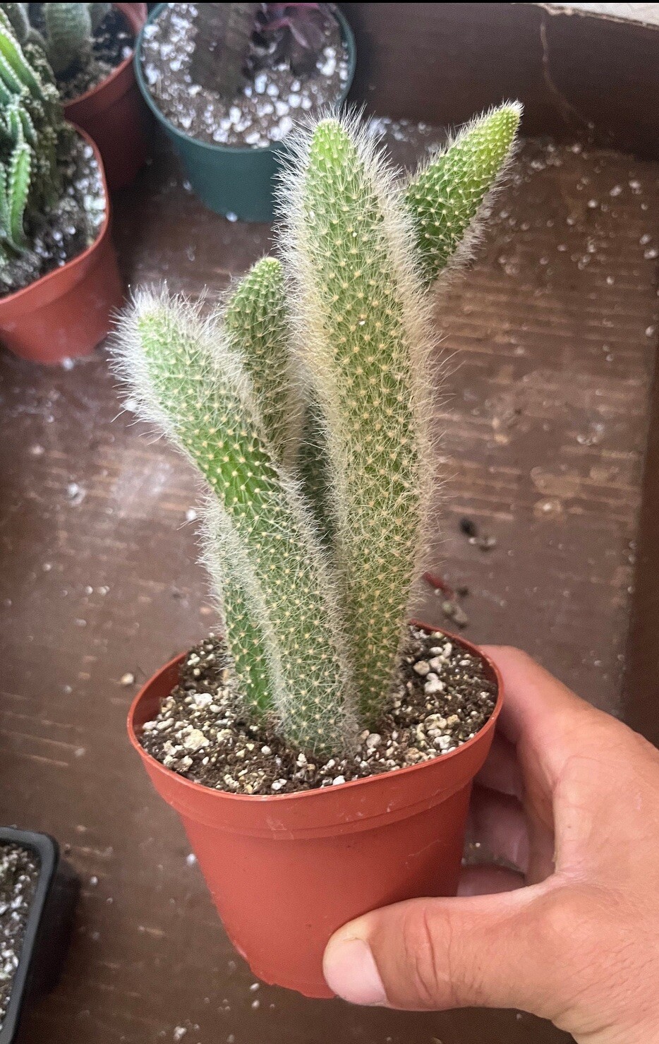 4″ Monkey Tail Cactus | Hildewintera Colademononis