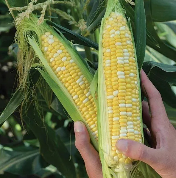 500+ Peaches and Cream Sweet Corn Seeds – Organic – Heirloom – Non Gmo — FRESH