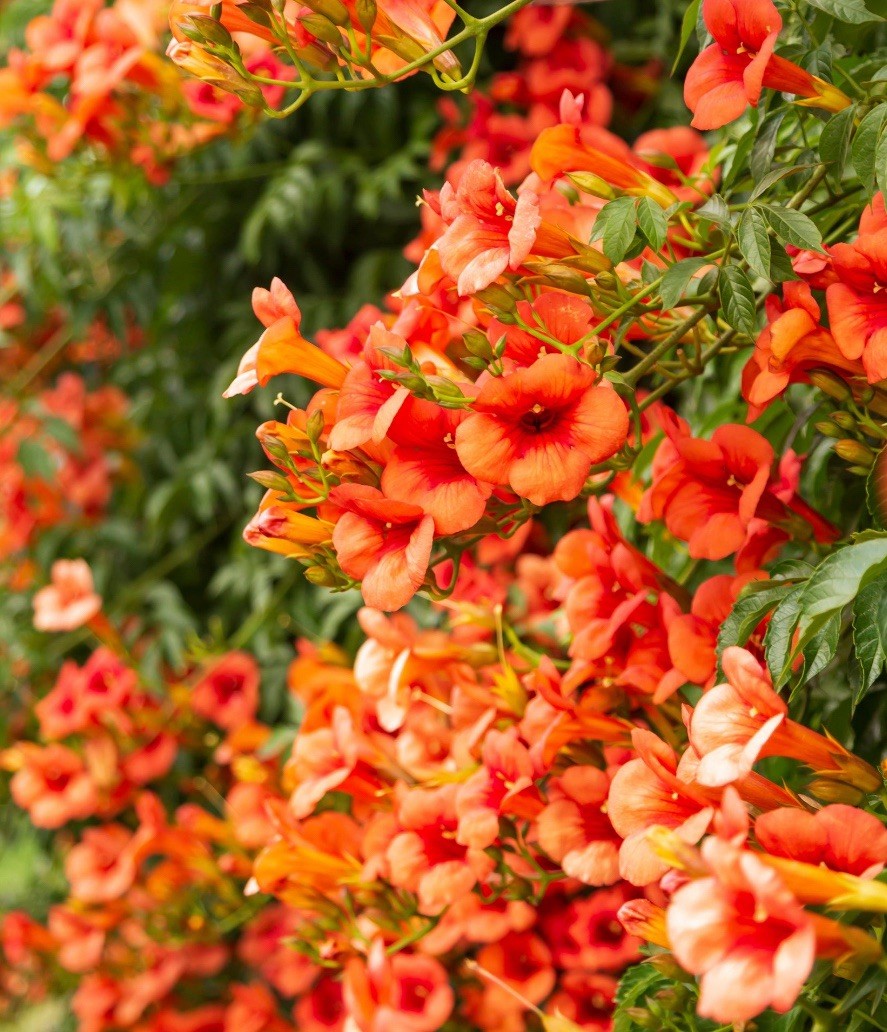Hummingbird Butterfly Trumpet Vine Live Bare Root Plant Full Sun Rapidly Grows