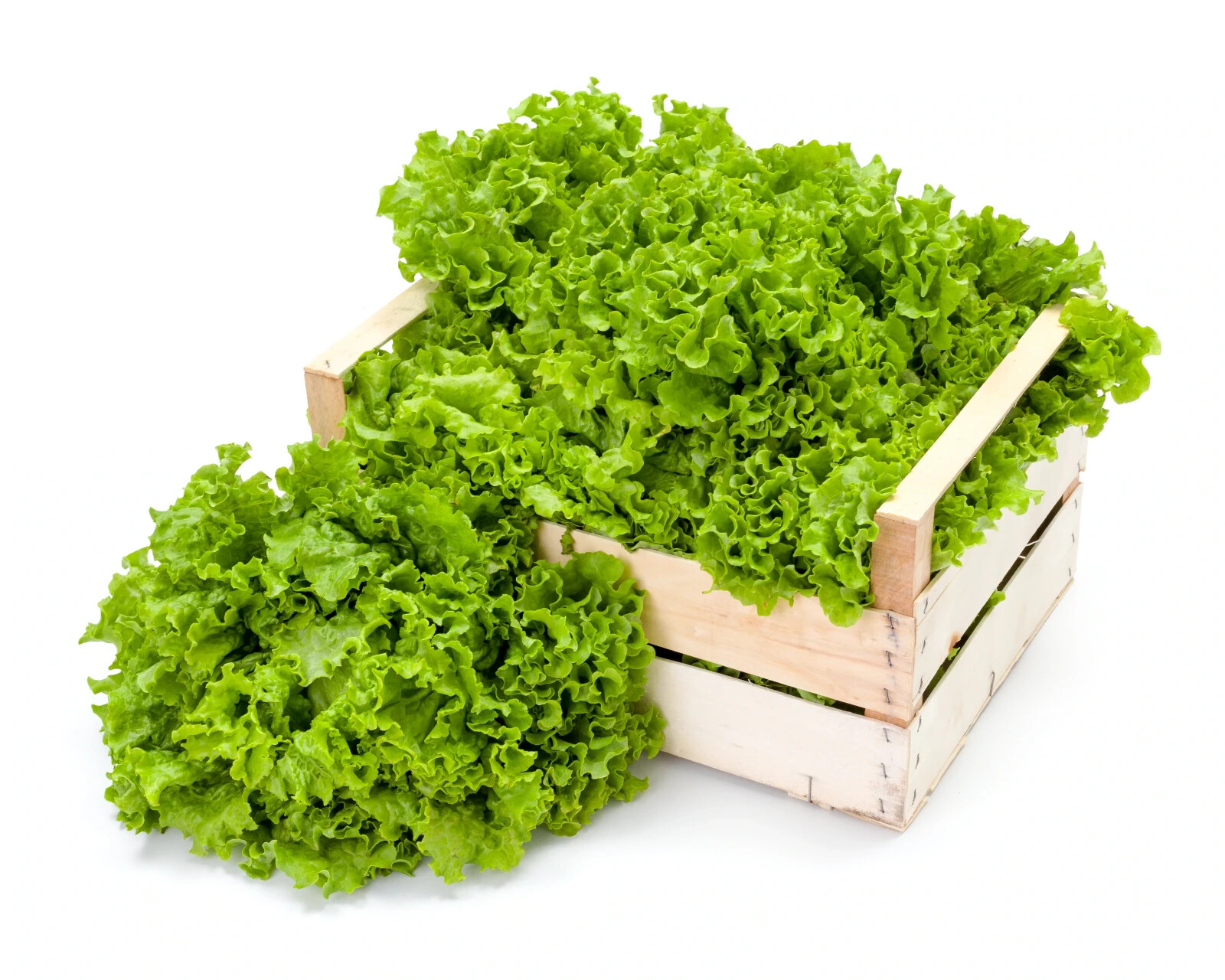 1000 GRAND RAPIDS LETTUCE SEEDS ~ heirloomseedguy ~ 2026 ~ NON-GMO