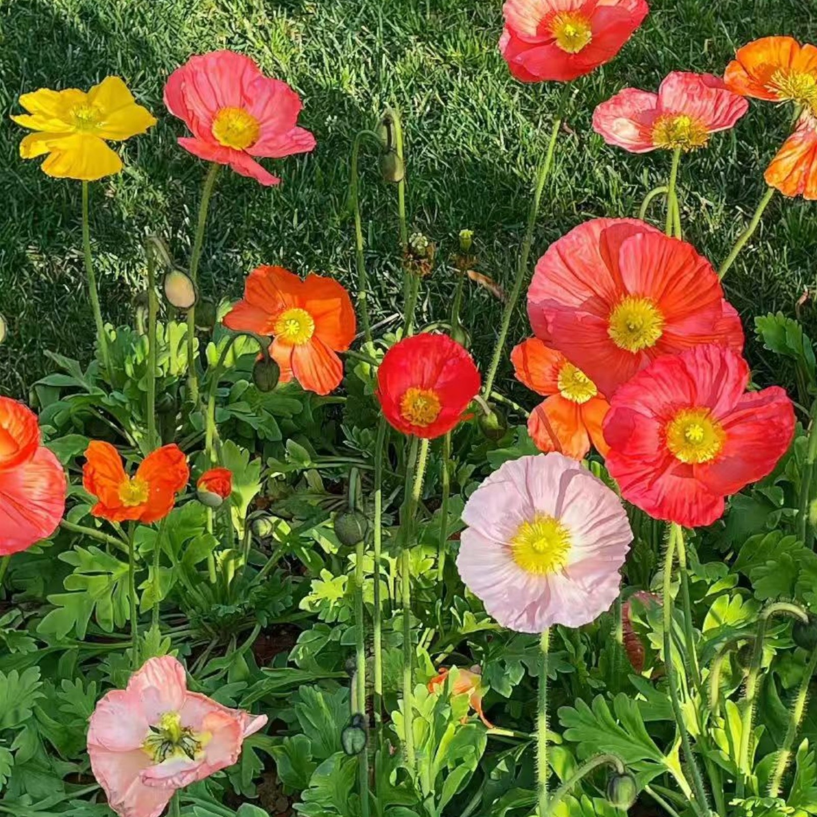 1000 Iceland Poppy Seeds – Papaver nudicaule Mixed Colors Flower for Zones 2–8