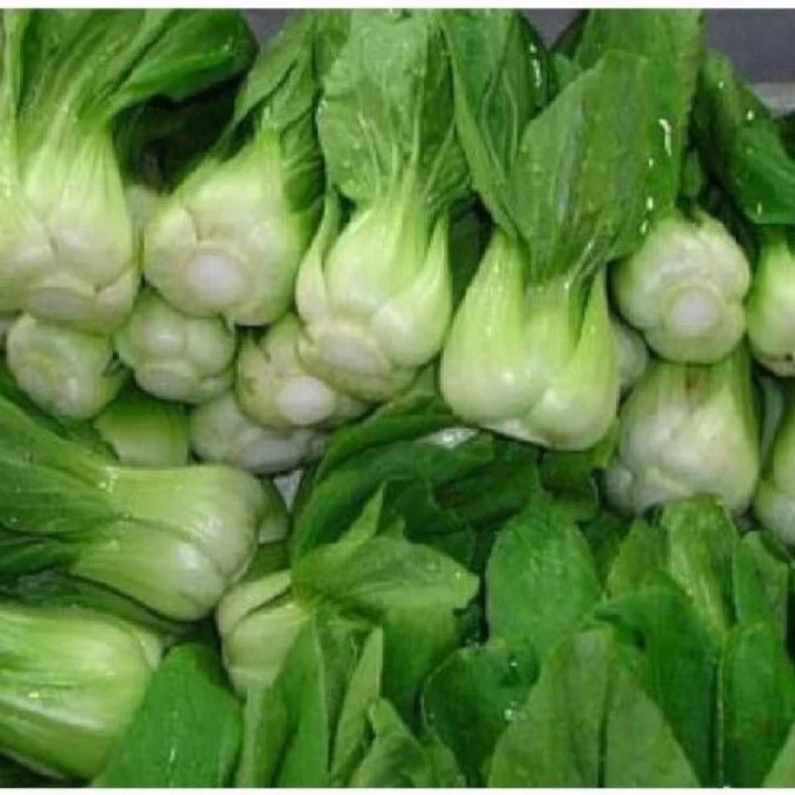 All Year Round Chinese Cabbage Seeds – 1000 Seeds – Non-GMO Heirloom Variety