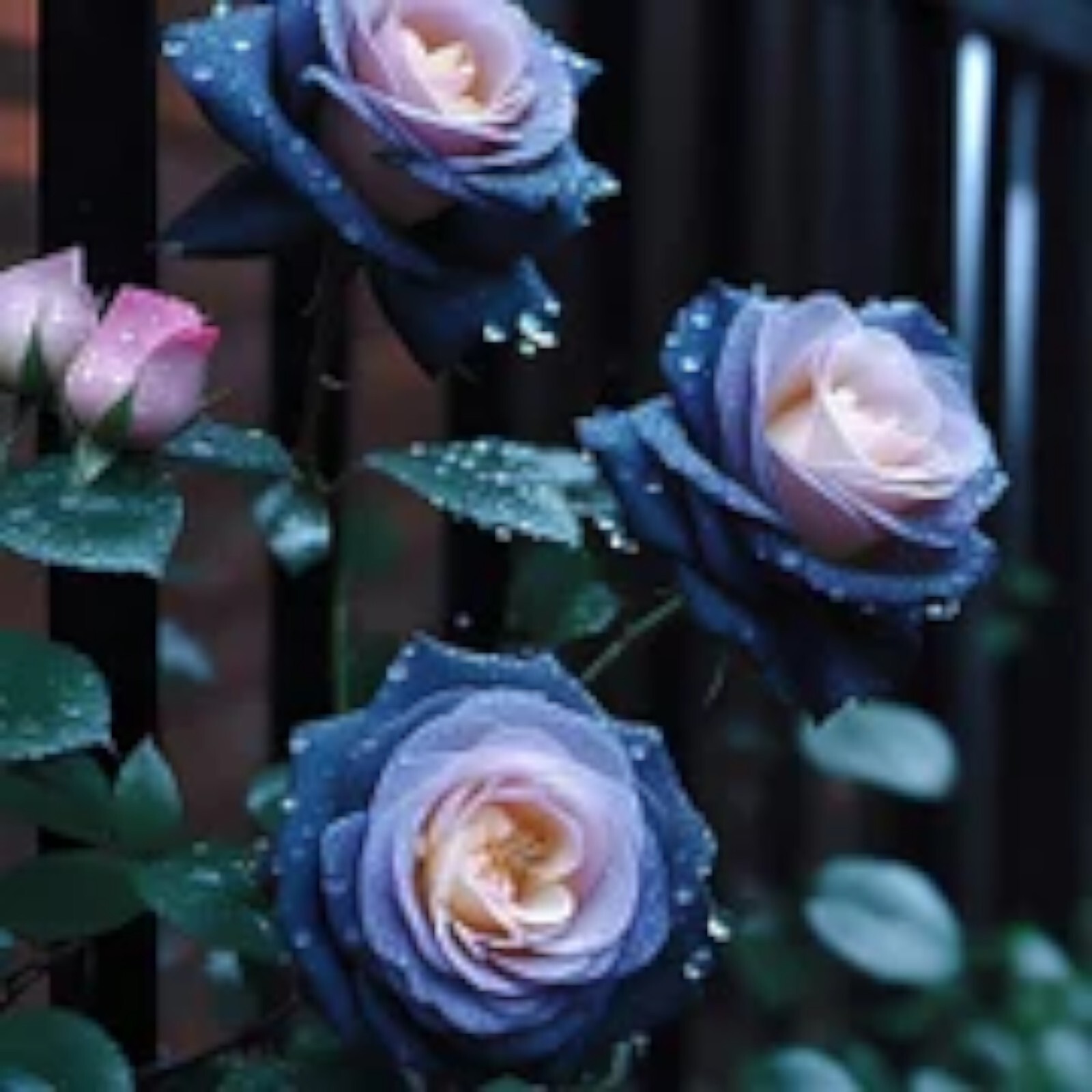 20pcs “FALL IN LOVE” Rose Seeds – Fast Germination Easy Care for Home Garden