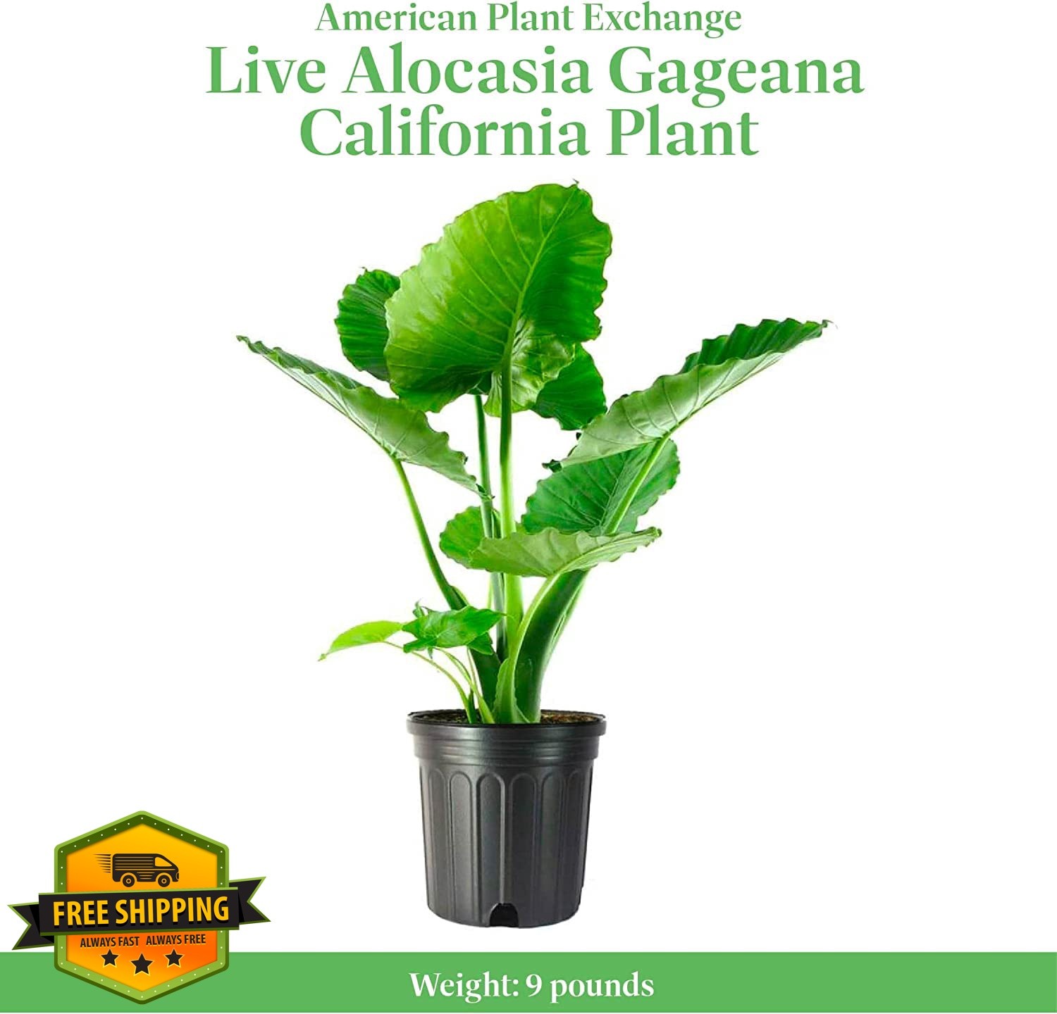 American Plant Exchange California Green Elephant Ear
