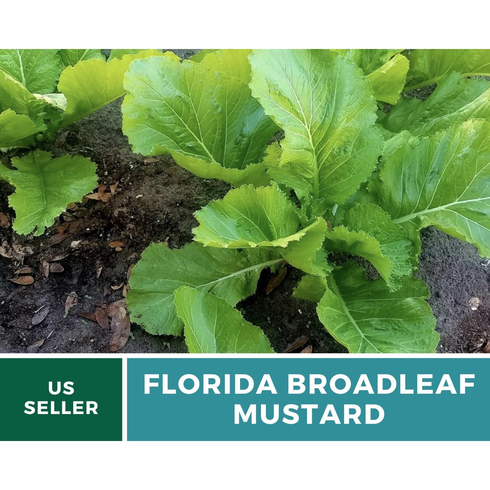 Mustard, Florida Broadleaf – 250 Seeds – Heirloom Greens – Open Pollinated – Non
