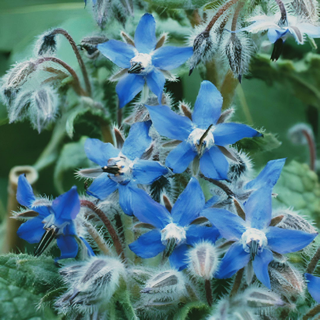 Borage , Starflower, Tailwort, NON-GMO, 100 seeds.