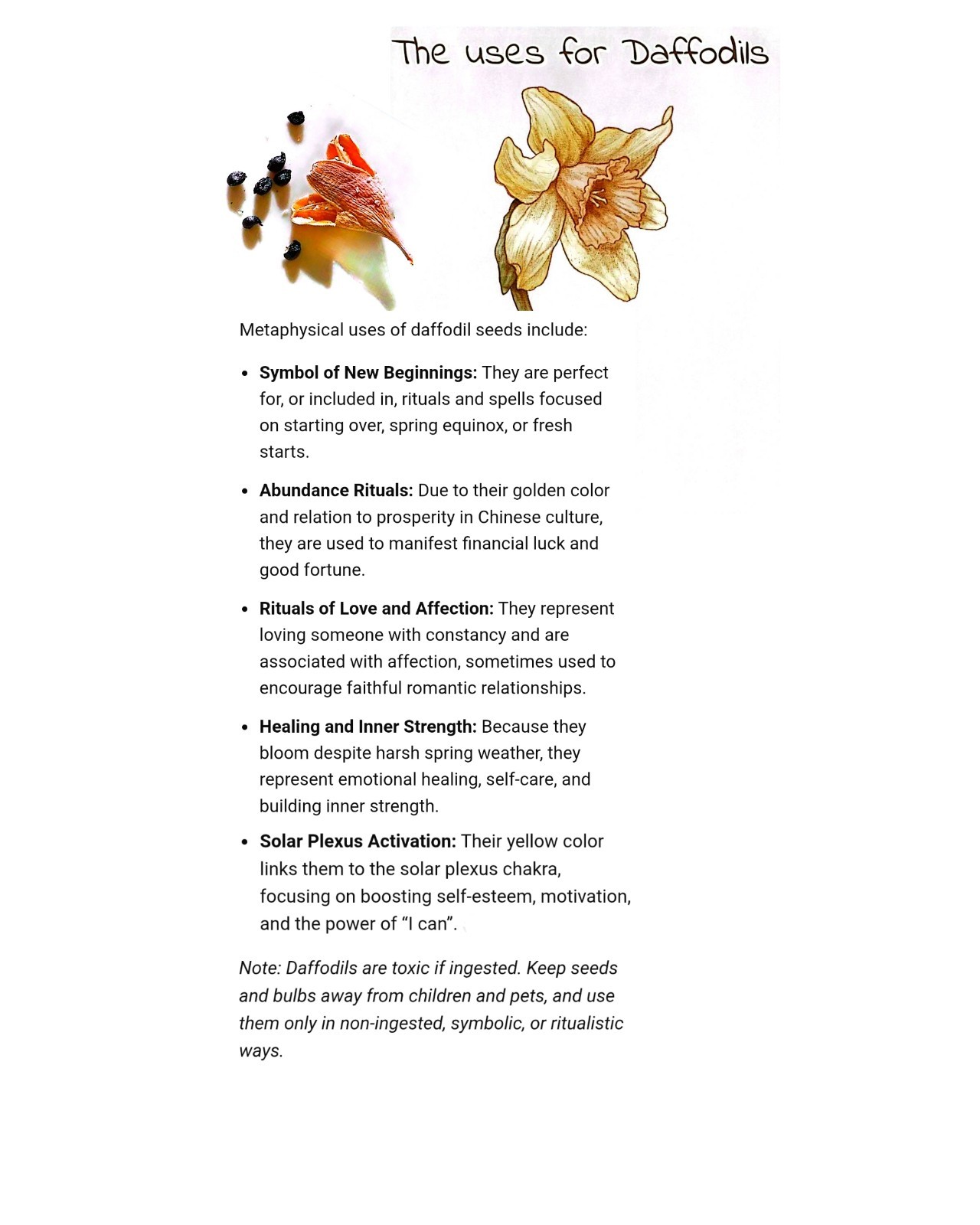 25+ Rare King Alfred Daffodil Stratified Seeds