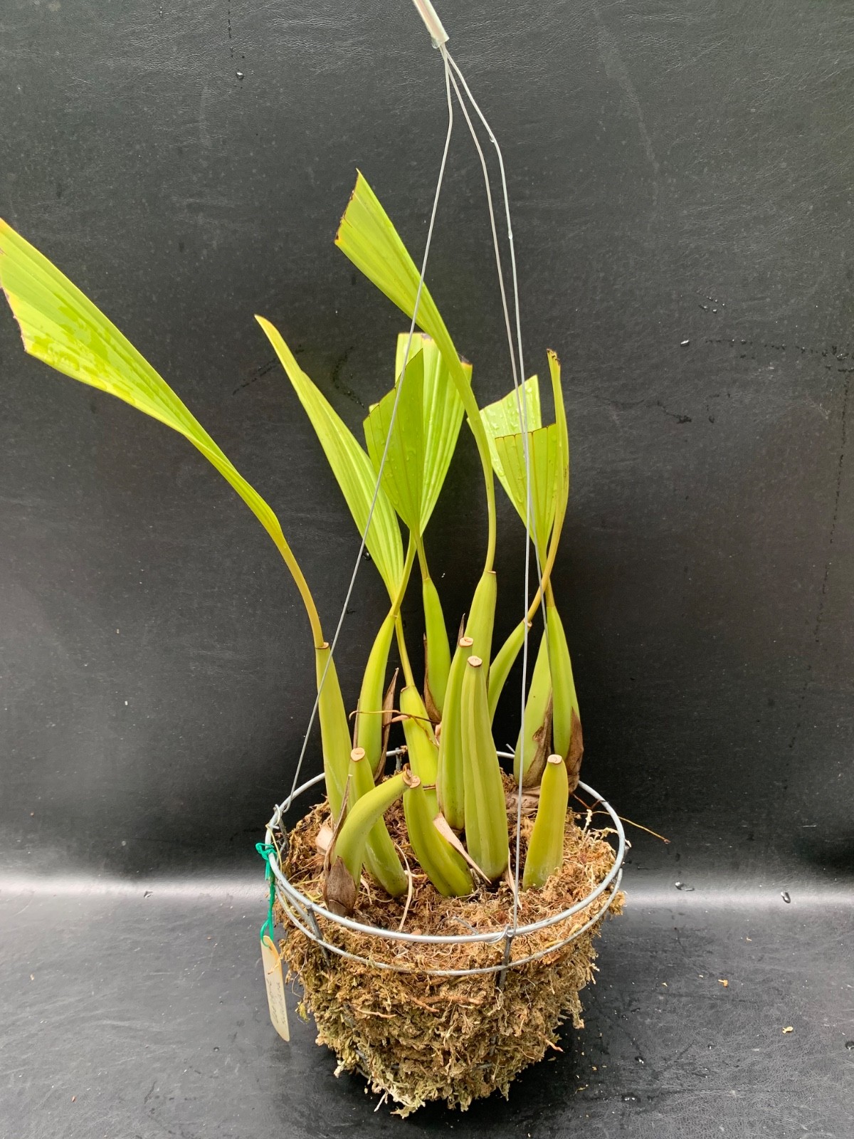 RARE FIND SPECIMEN COELOGYNE SWANIANA ORCHID SPECIES FRAGRANT FLOWERS !