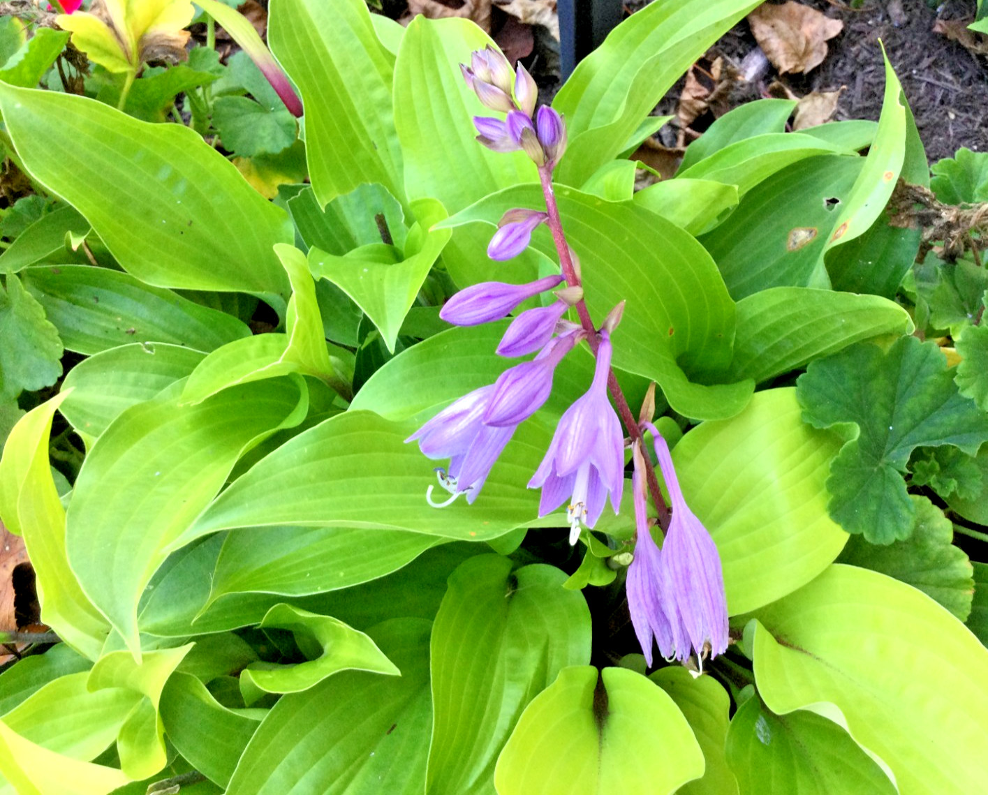 2 Fire Island Hosta Starter Plants -brilliant yellow gold chartreuse green color