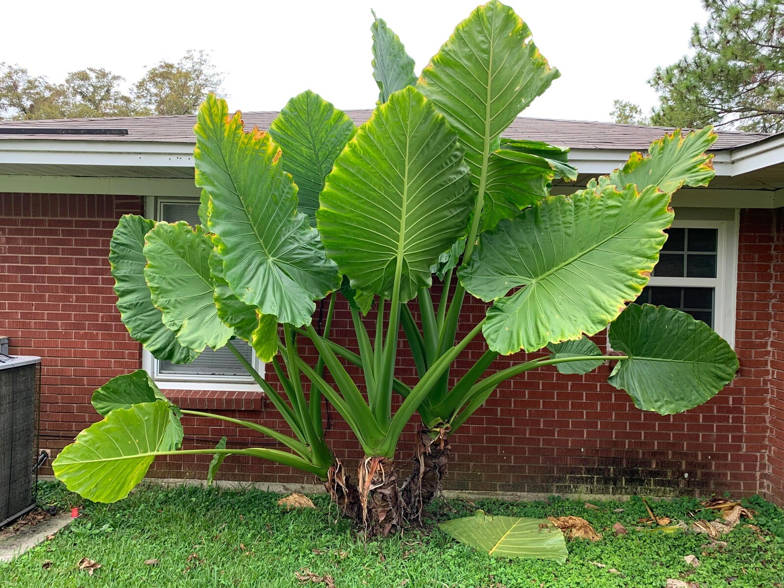Giant Taro, Upright Elephant Ears , Alocasia Macrorrhizos – 5 seeds 2023 – USA