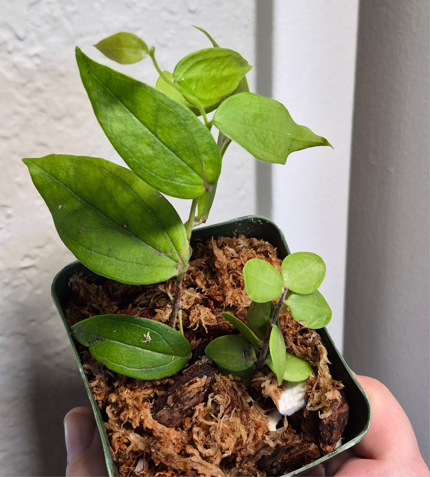 Cavendishia nitens EXTREMELY RARE Neotropical Berry ERICAD ONLY US SELLER?