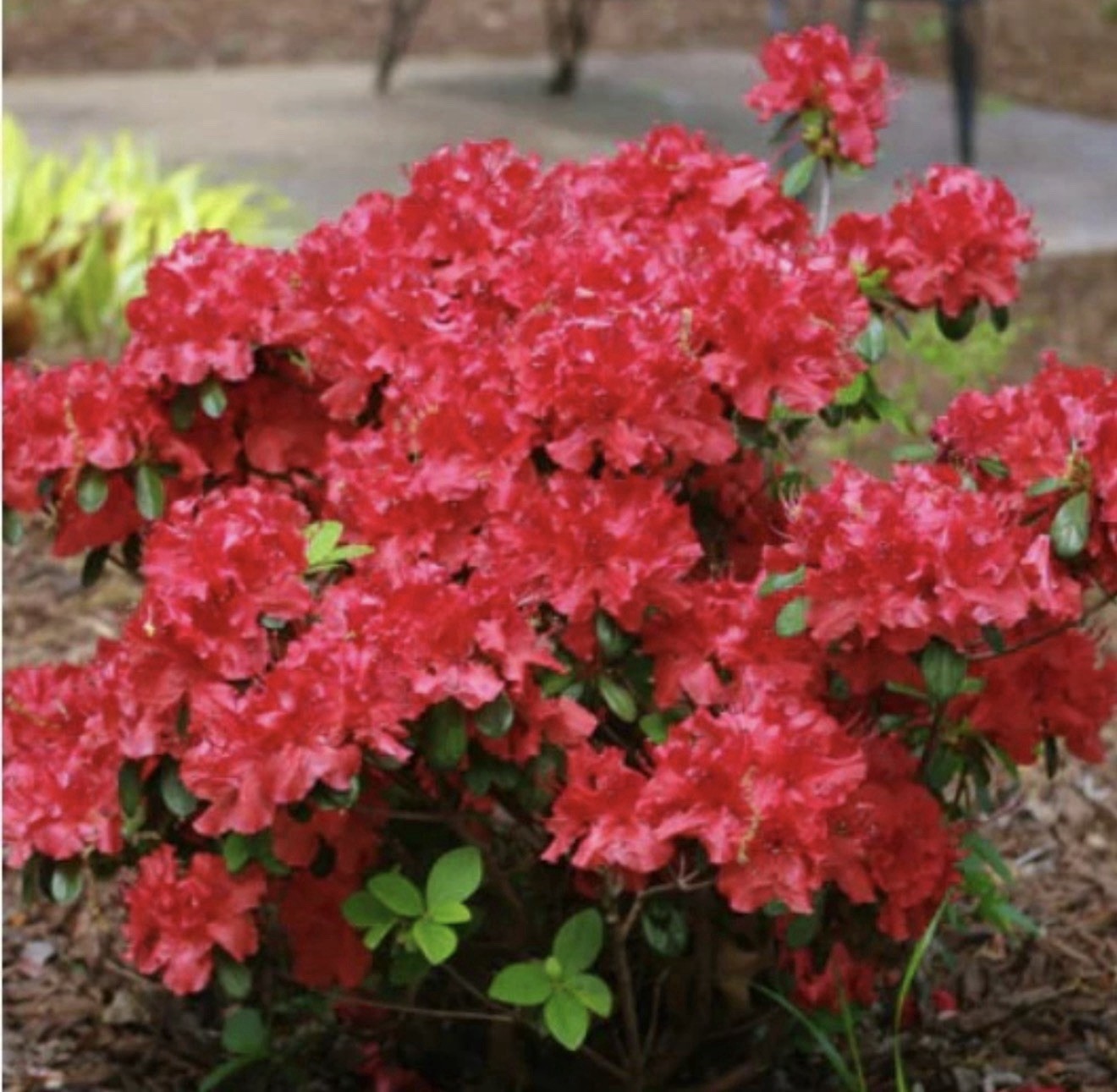 Red Demon Azalea Deciduous SMALL Well Rooted Starter Plant