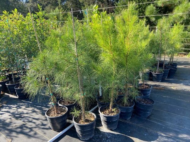 Loblolly Pine Trees 5 Per Order Live Rooted In Pots