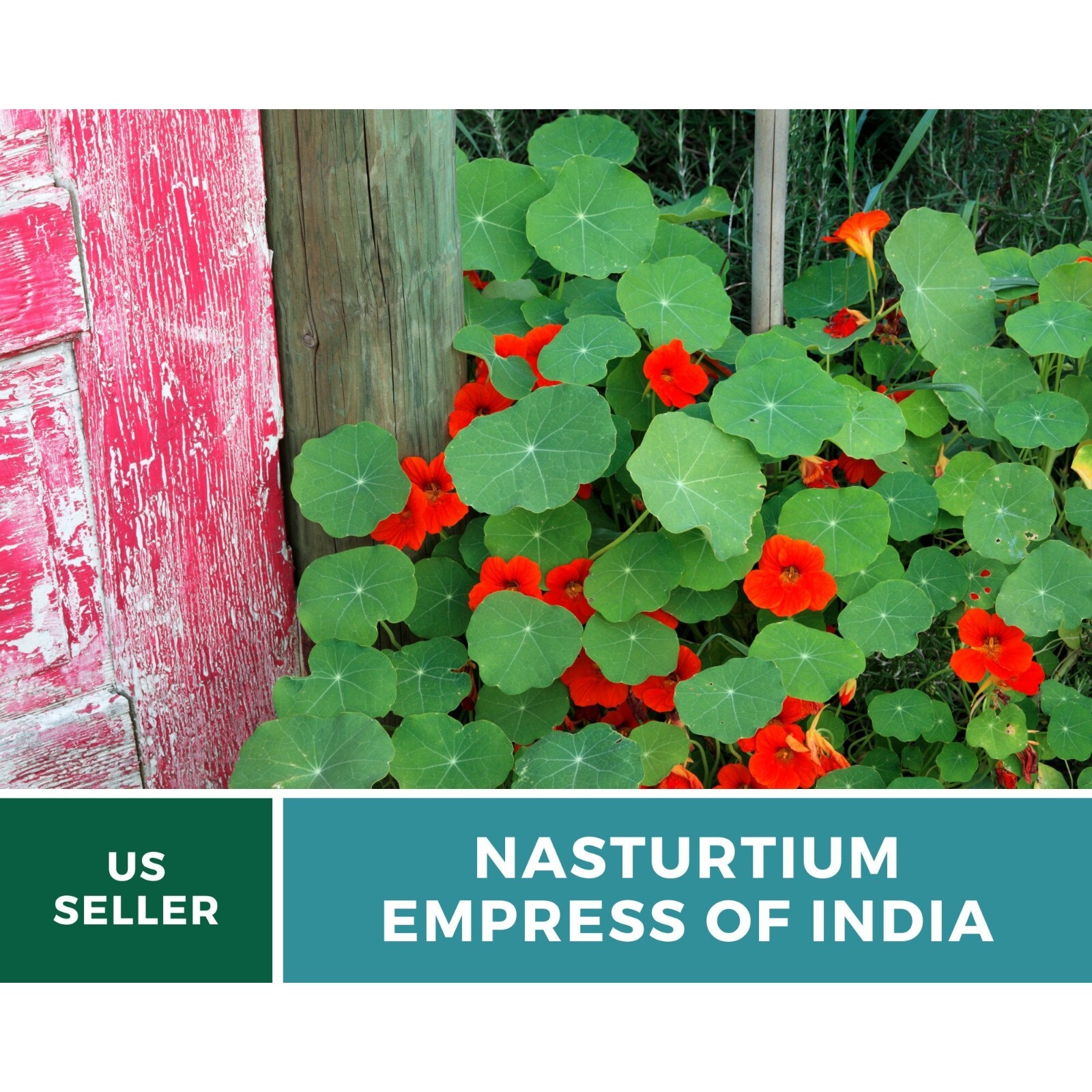 Nasturtium, Empress of India – Heirloom Seeds (Tropaeolum nanum)