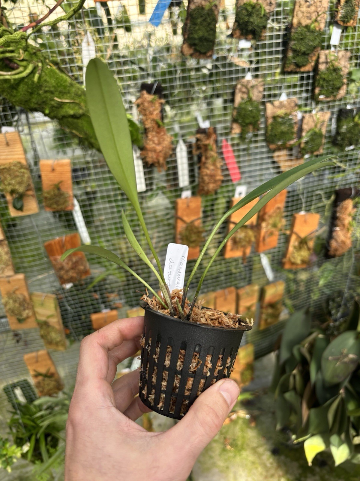 Masdevallia datura Rare Fragrant Orchid Species Bloom Size