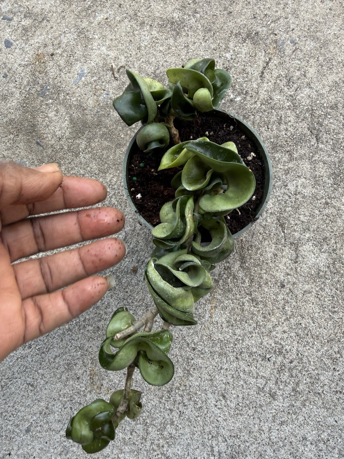 Hoya Indu Rope Plant Well Rooted Plant