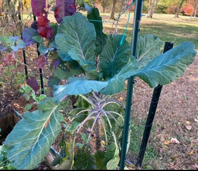 COLLARD GREEN (AFRICAN TREE COLLARD HYBRID-LONGHEAD) 100 SEEDS -6 FOOT PLANTS!!