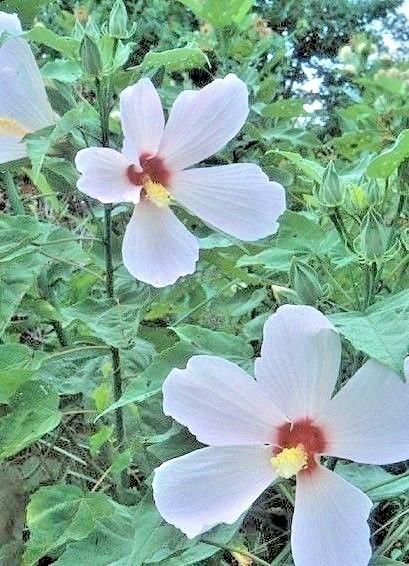 25 GREAT ROSE MALLOW SEEDS – hibiscus grandiflora
