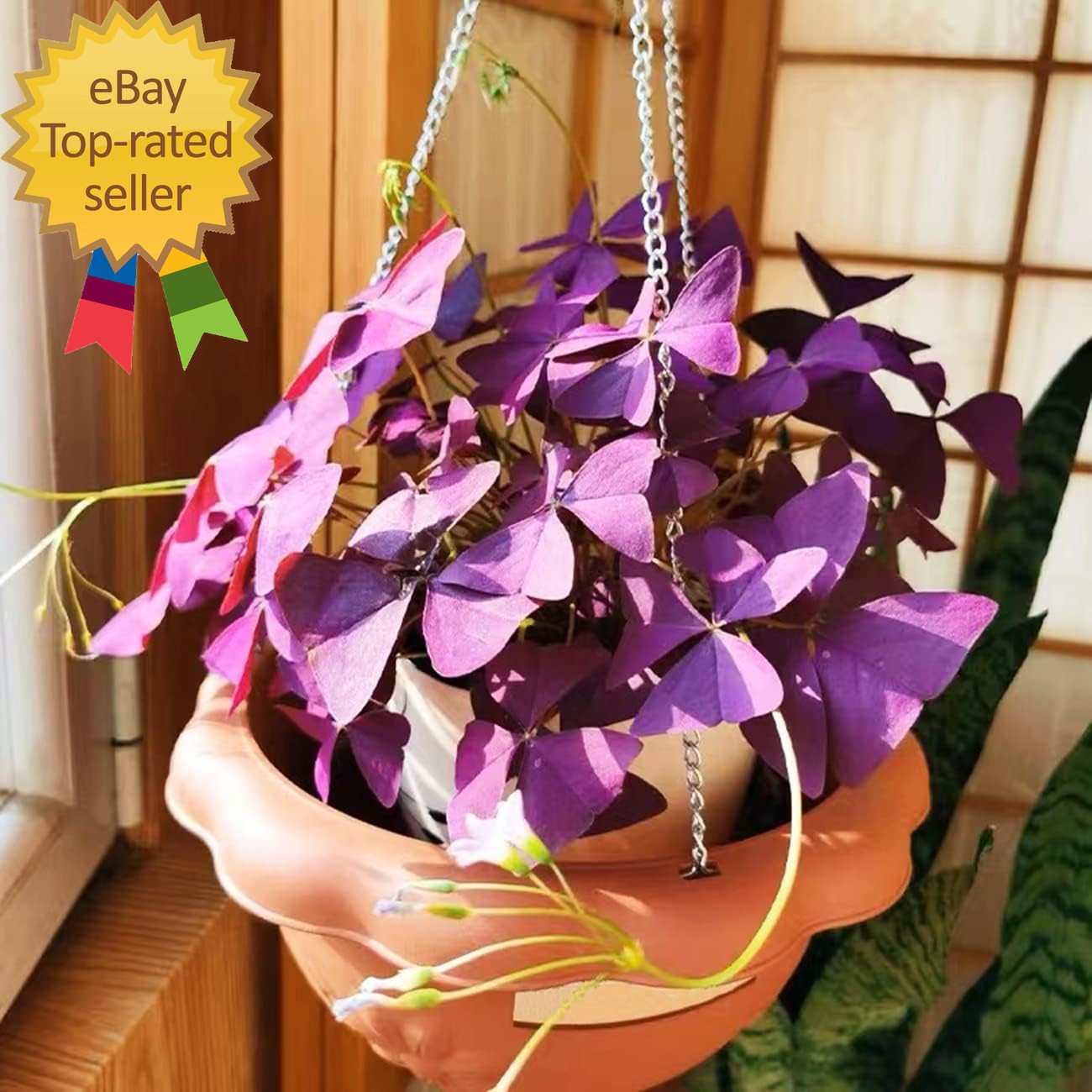 12+ Bulbs Purple Shamrocks Oxalis Triangularis Lucky Lovely Flowers Bulbs