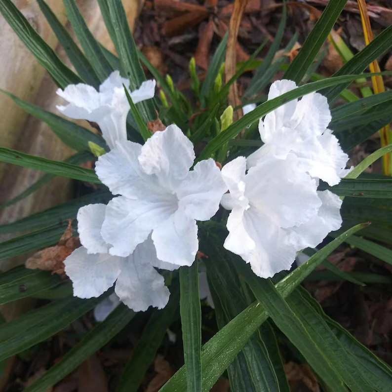 White Mexican Petunia/ Ruellia (6) Live potted plants with roots
