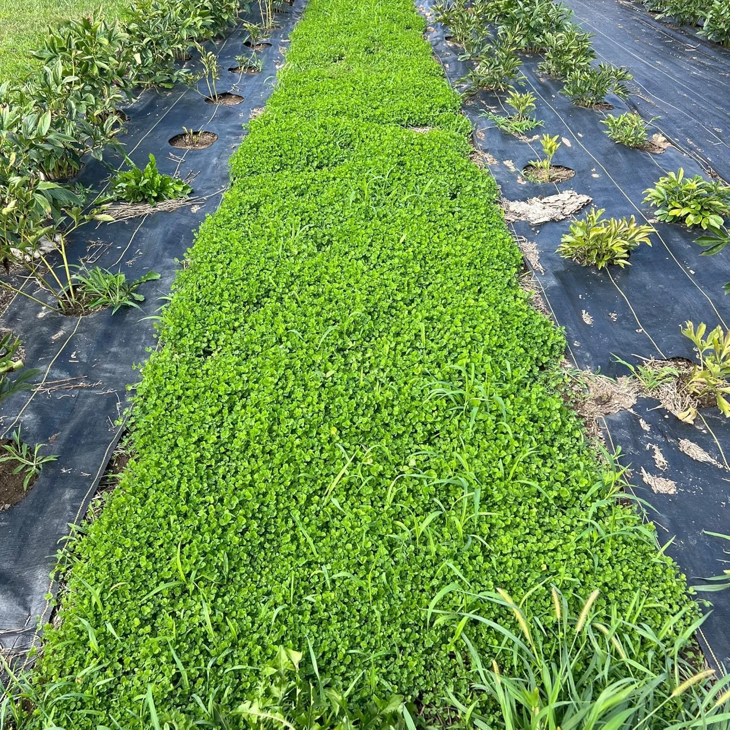 Micro Clover Seed for Lawn – 4 Oz – ~100,000 Microclover Seeds for Planting – Dr