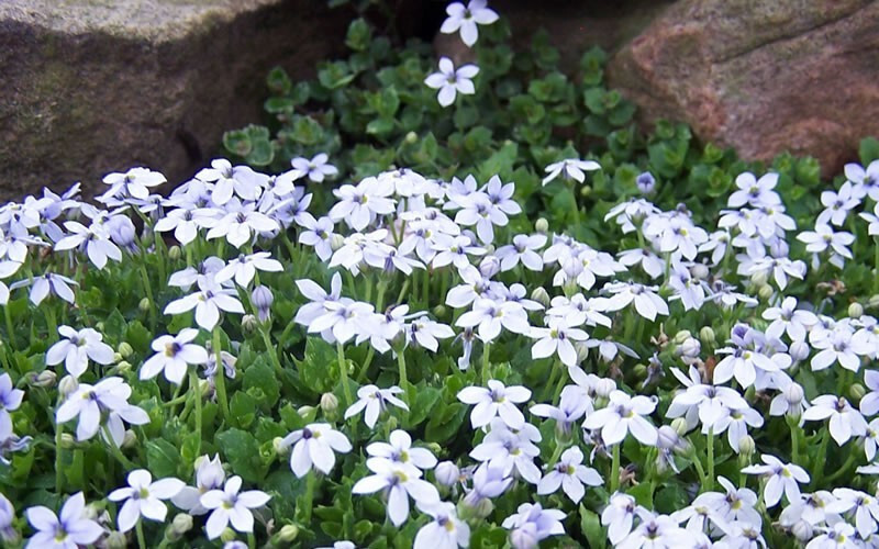 Laurentia Blue Star Creeper 15 Plants in 3-1/2 inch Pots
