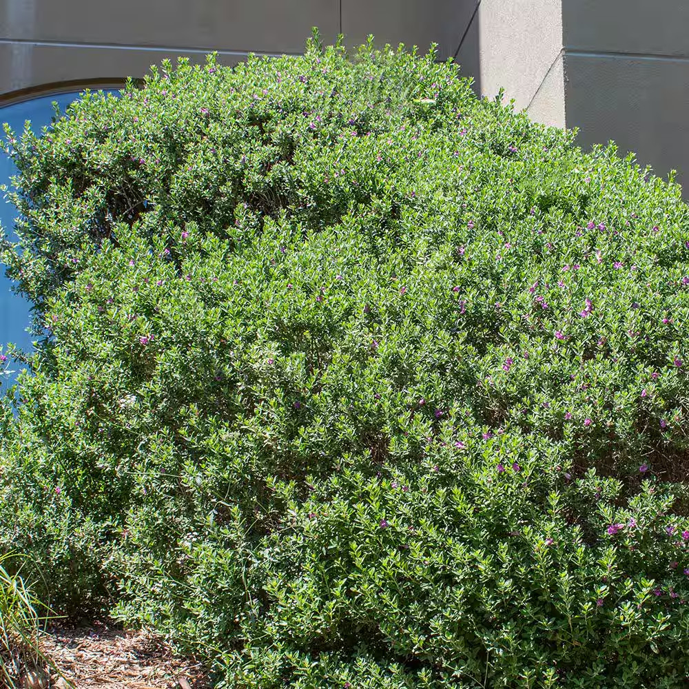 Silverado Sage (Leucophyllum), Drought Tolerant Flowering Shrub Plant, 1 Gal. Gr