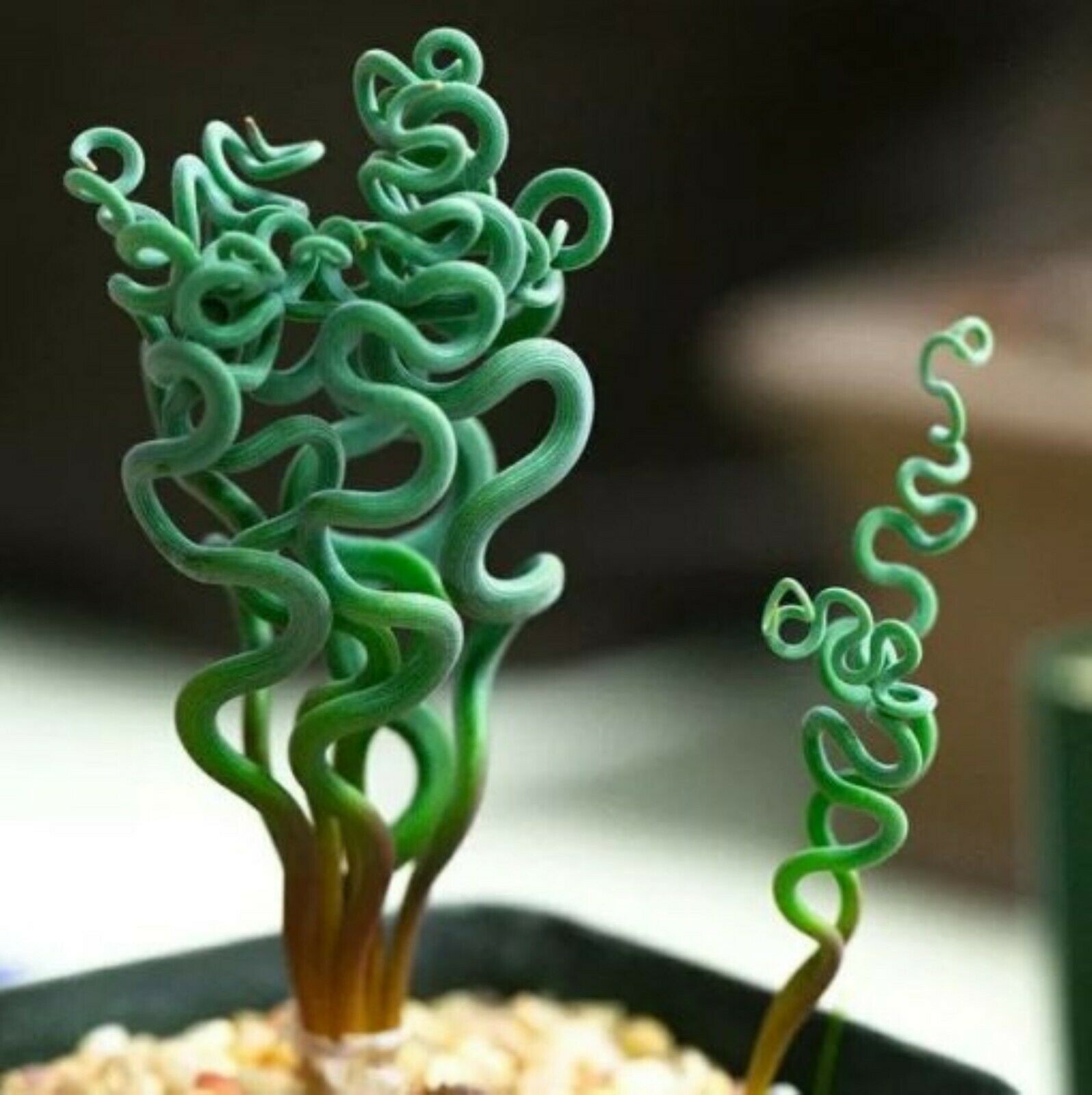 Mixed Rare Succulent Plant Seeds, 100pcs/pack