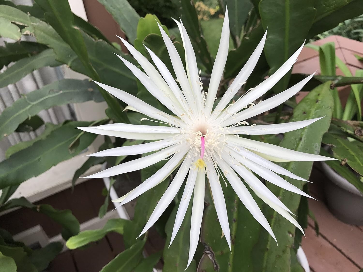3 Epiphyllum Orchid Cactus Night Blooming Cereus Hookeri Strictum cuttings