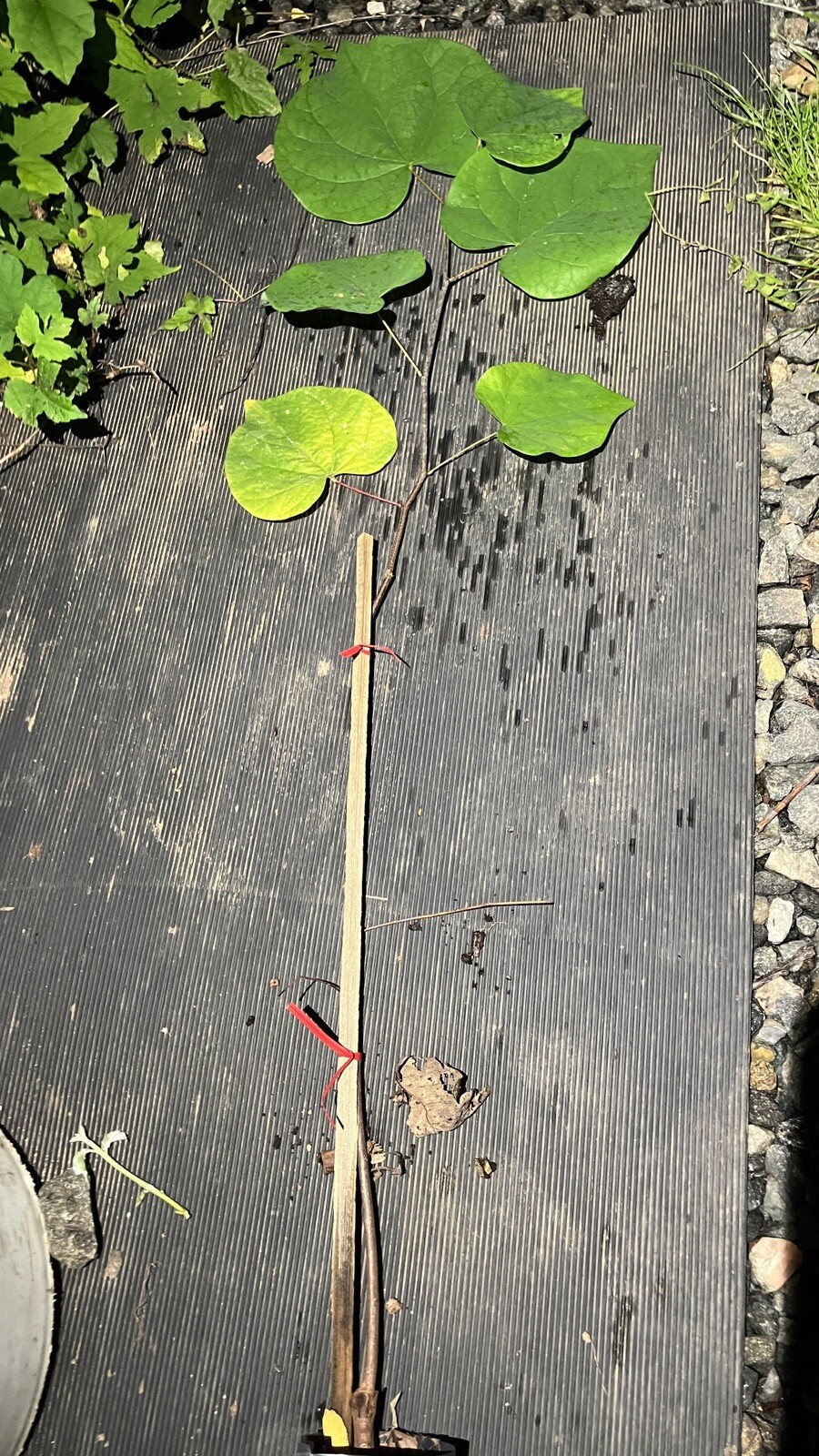 Eastern Redbud 24-36″ tall 2 year old tree (Cercis canadensis) plant