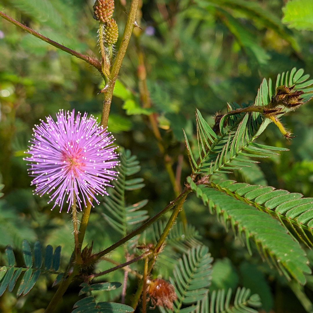 Fresh Sensitive Plant Seeds | Mimosa Pudica | Heirloom Non-GMO | Flowers