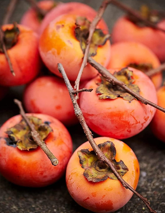 2 American Persimmon Tree – Live Plant in Quart Pot (6–12″ Tall)