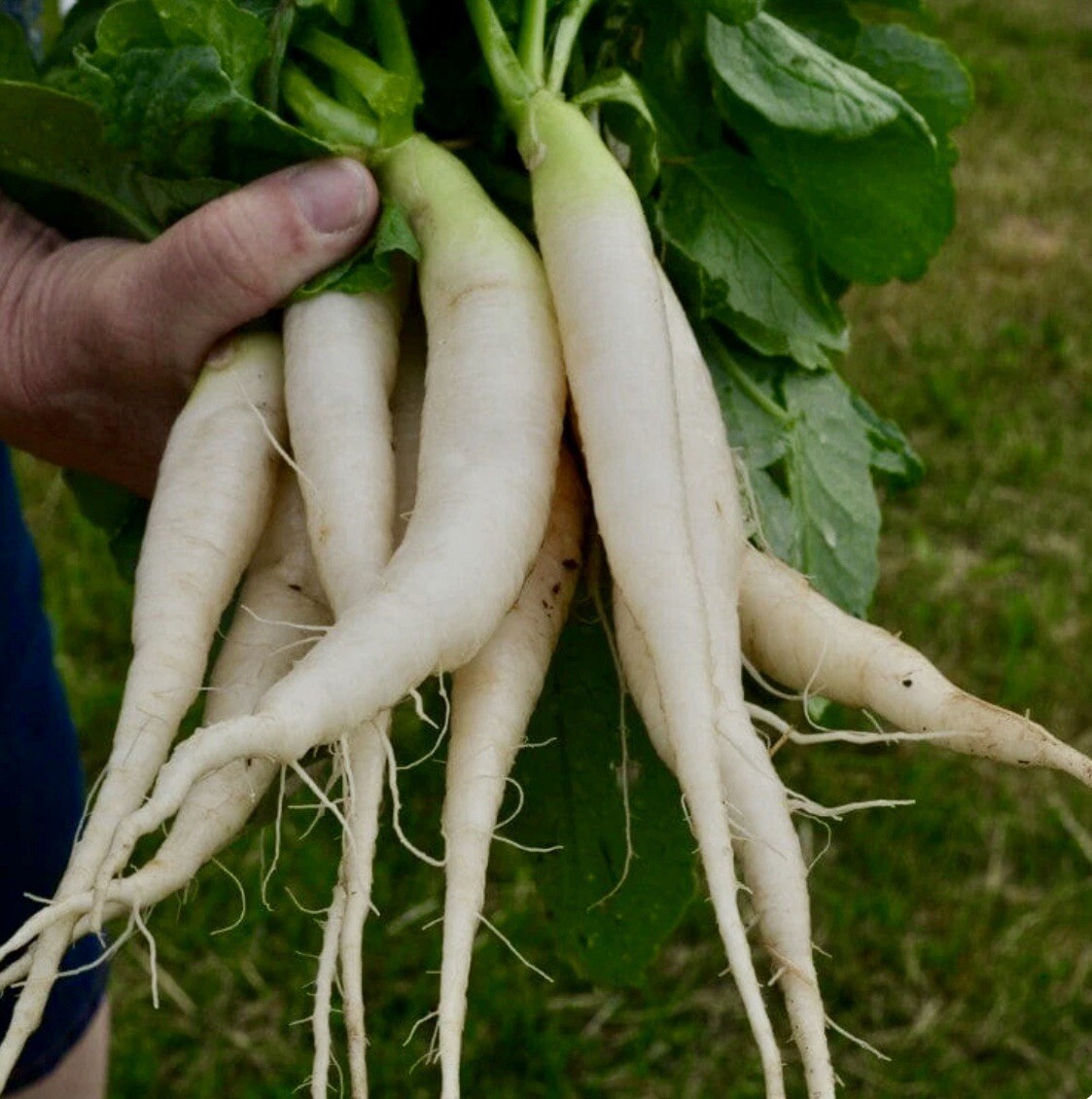 White Icicle Radish Seeds