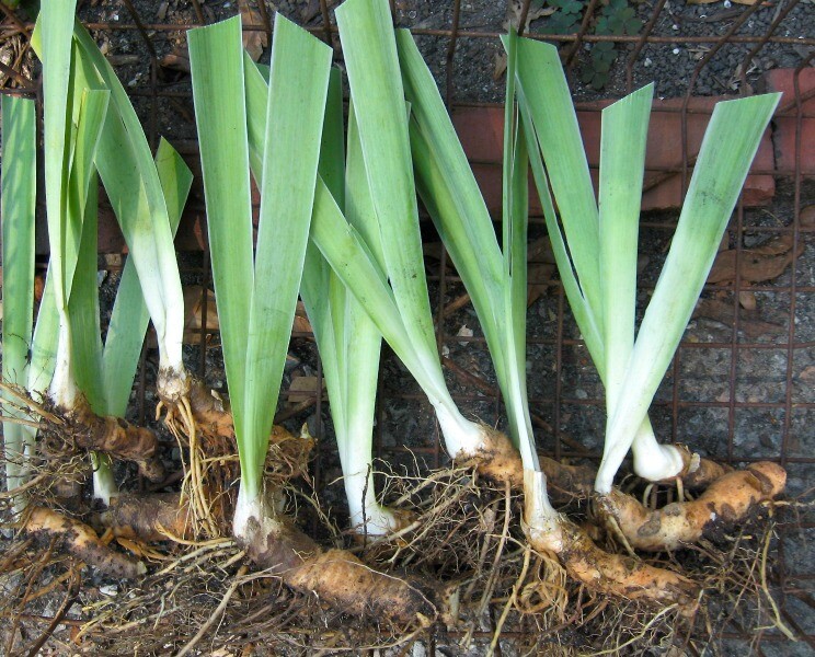 Royal Purple Germanica Tall Bearded Iris 3 Blubs
