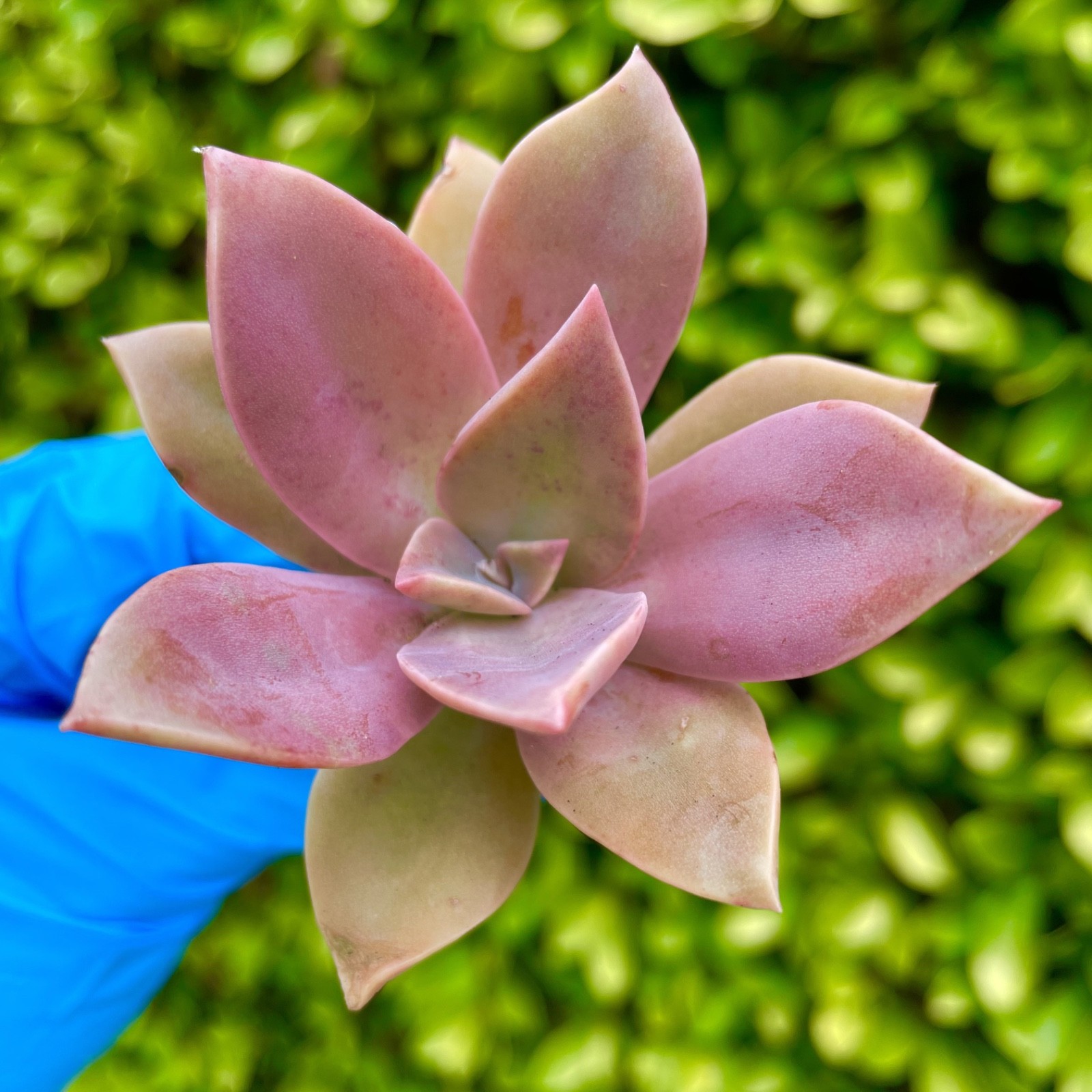 Rare Graptoveria Dusty Succulent Pink Rooted Live Plant 2-Inch Indoor Outdoor