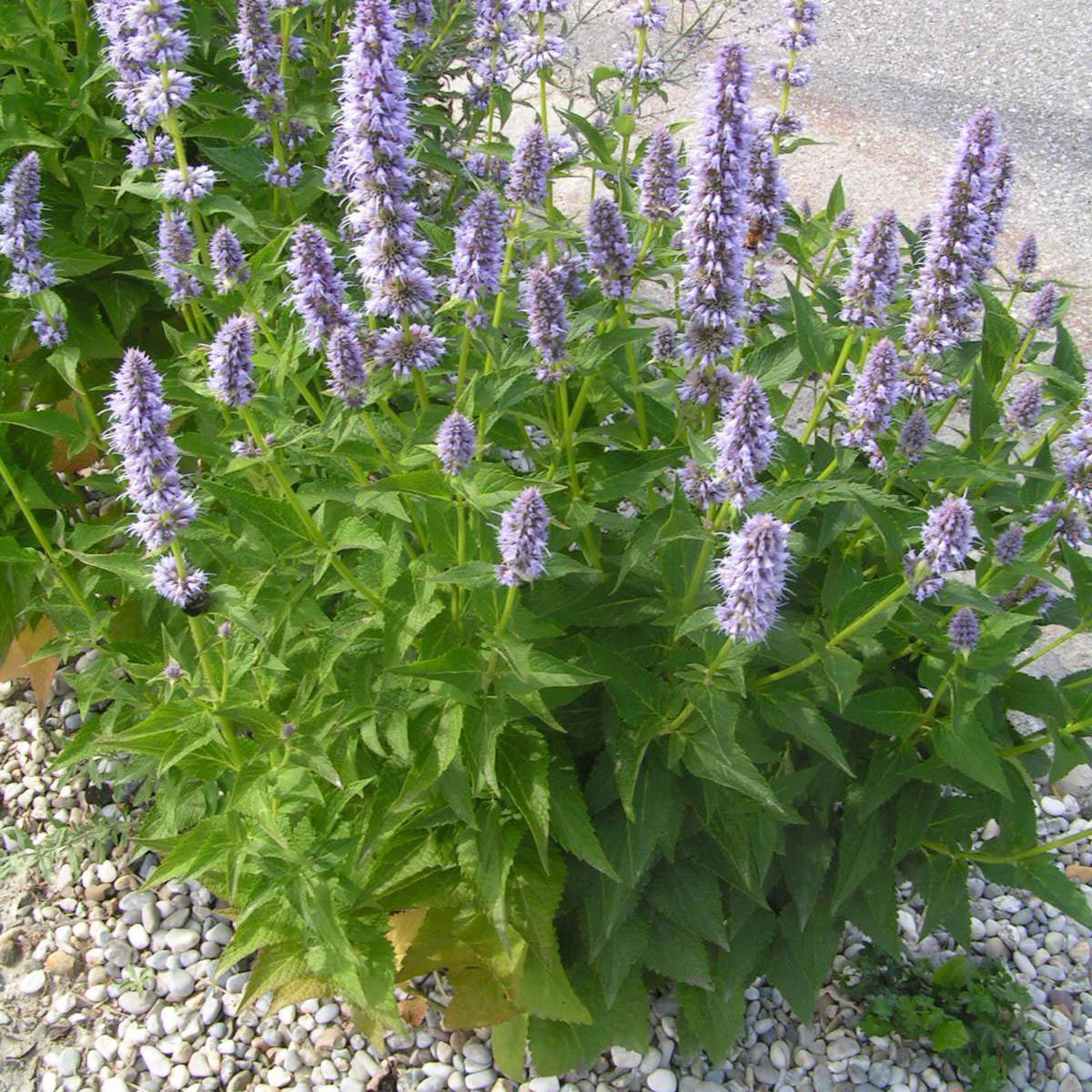 Korean Mint Seeds | Banga Agastache Rugosa Purple Hyssop Licorice Huo Xiang 2024