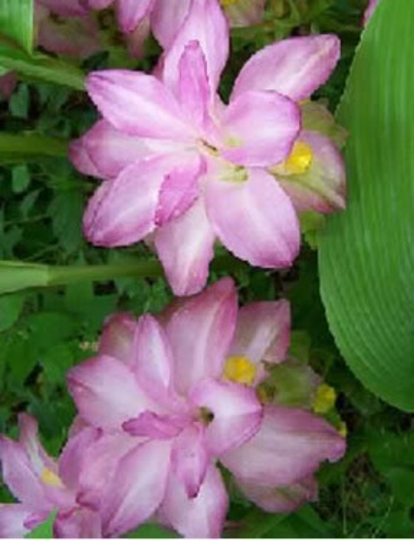 Ginger Curcuma Petiolata Hidden Pink Flowering 1 Plant Start Rhizome Easy Grow