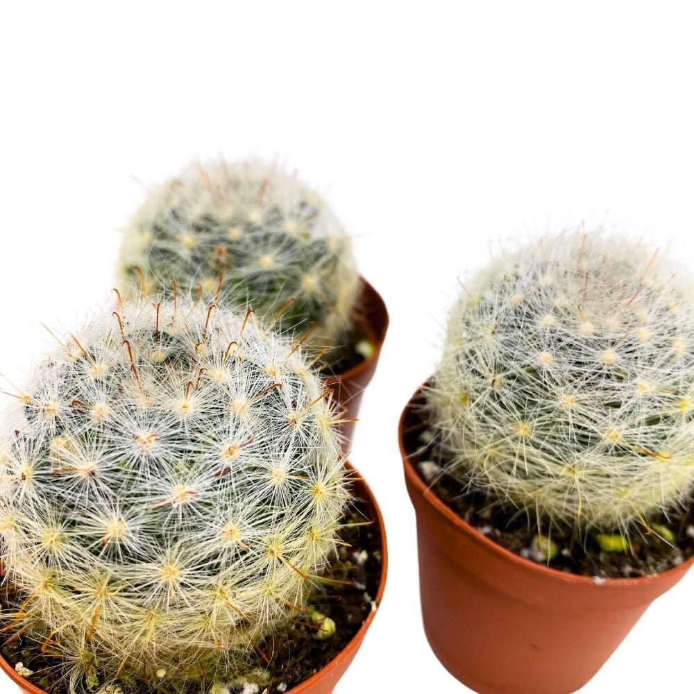 Powder Puff Cactus 2 inch Set of 3 Mammillaria bocasana White Yellow Crown of Fl