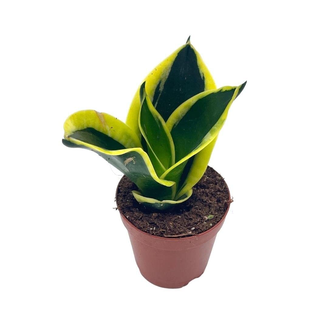 Black Gold Snakeplant, Green and Yellow Snake Plant, Variegated Sansevieria trif
