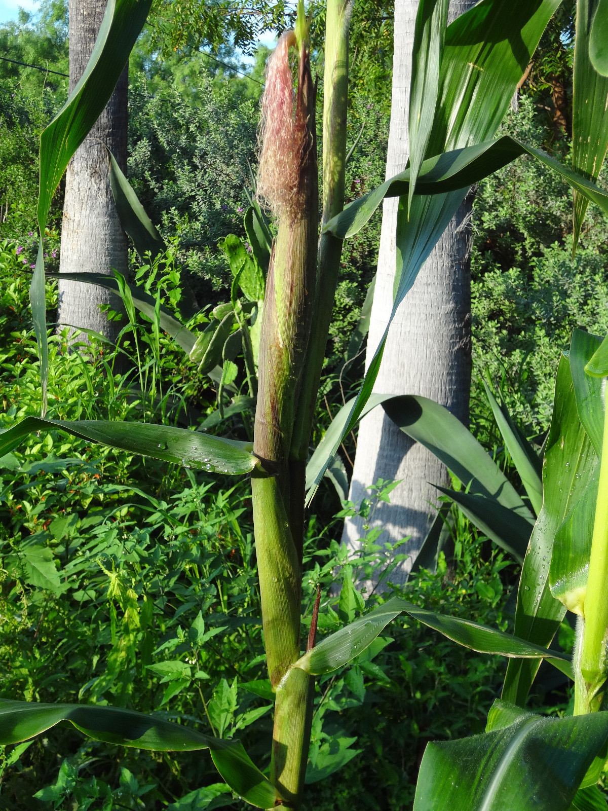 GIANT N-Efficiency Nitrogen-Fixing Maize Corn 25+ Seeds + FREE Teosinte SEEDS