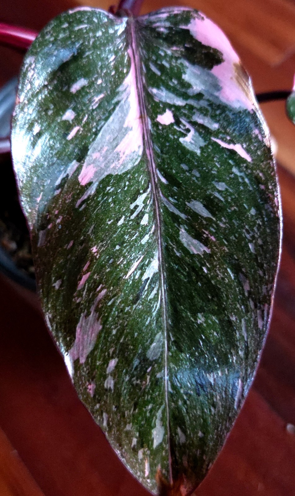 Rare Philodendron Dark Cherry Princess Galaxy 15″ Wide Not Monstera Anthurium