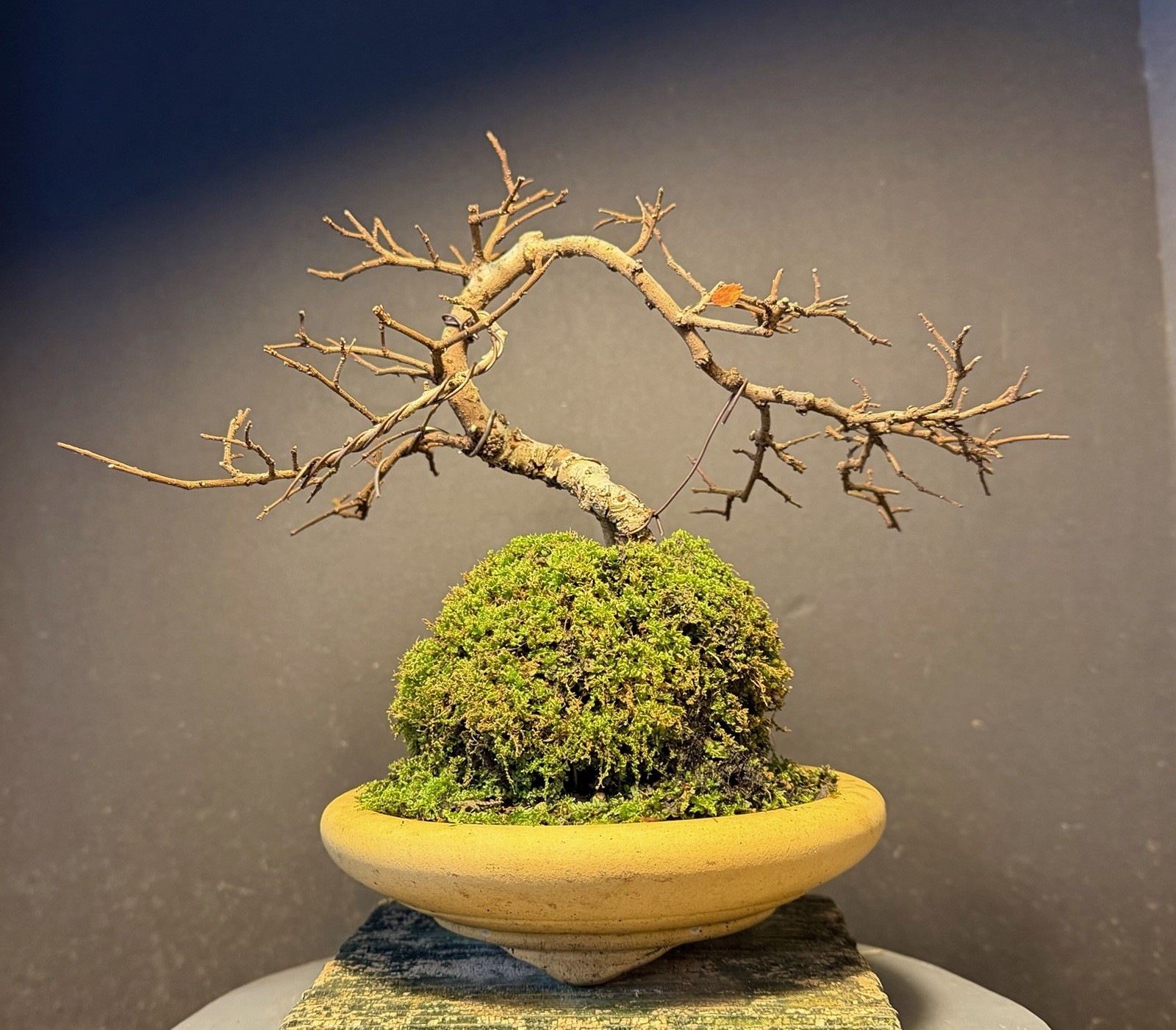 Bonsai Tree Cork Bark Chinese Elm From Root Cutting 10” tall Quality Chinese Pot