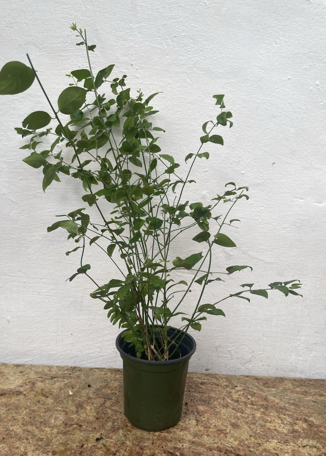 Jasminum auriculatum Jui live plants