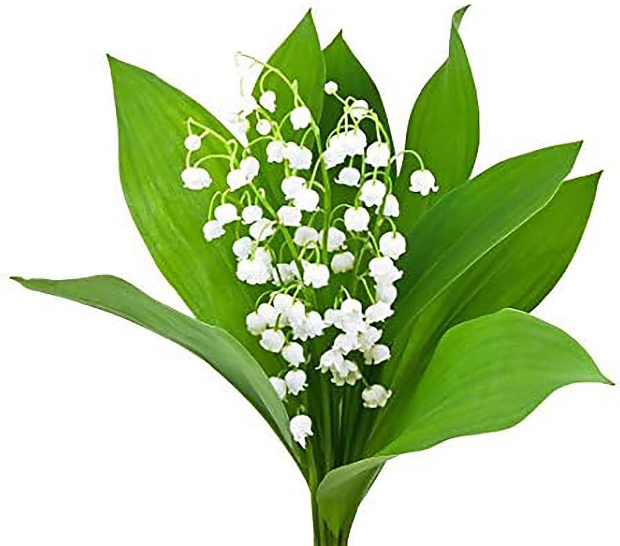 20 Large Lily of the Valley Bare Root Pips – Fresh May Blooms from Holland