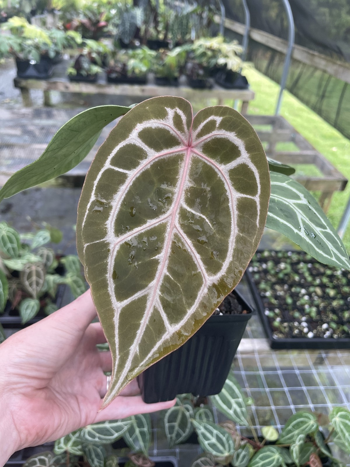 Anthurium Red Crystallinum Doc Block 4″ pot, Fedex 2day*