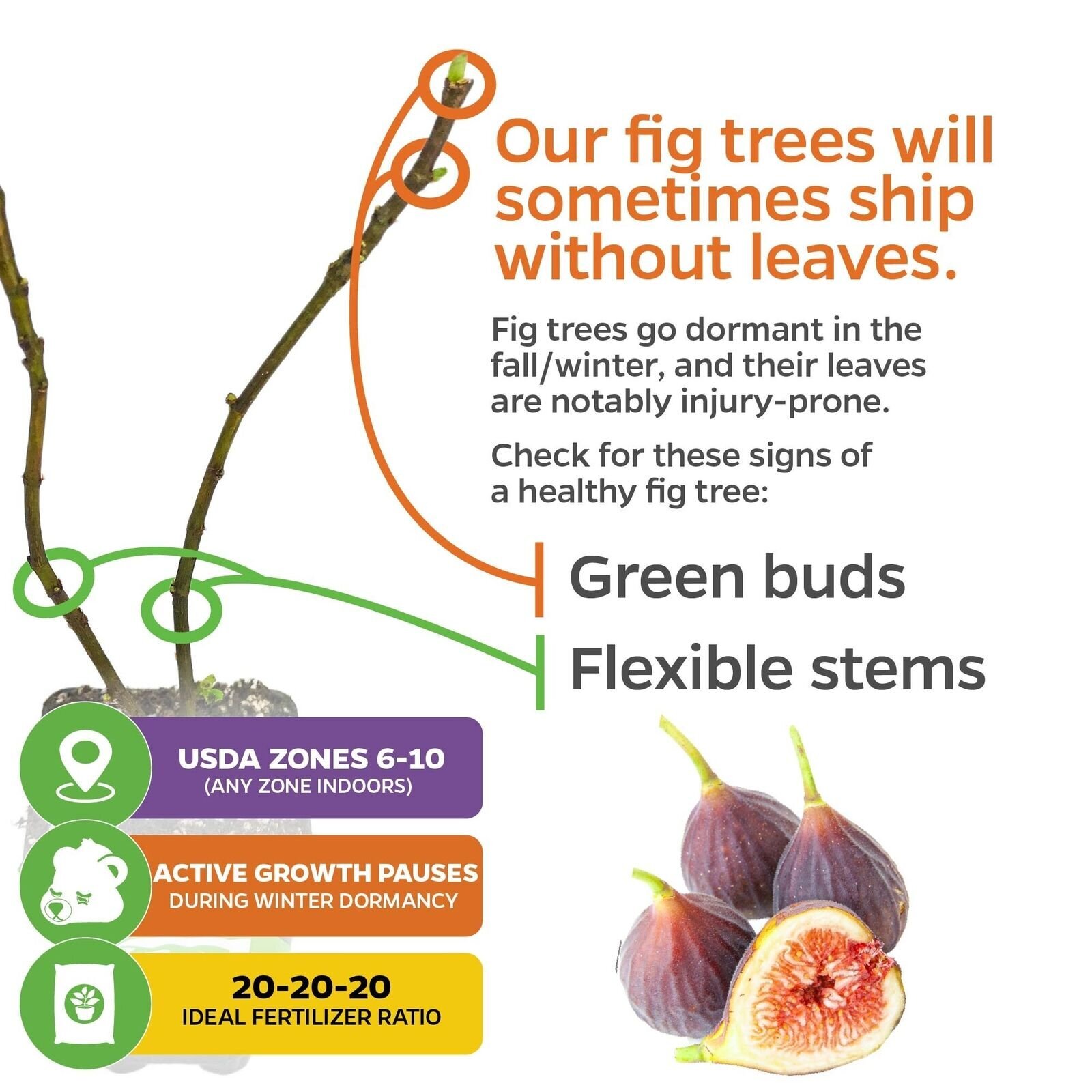 Chicago Hardy Fig Tree – Ficus carica – Live Plant
