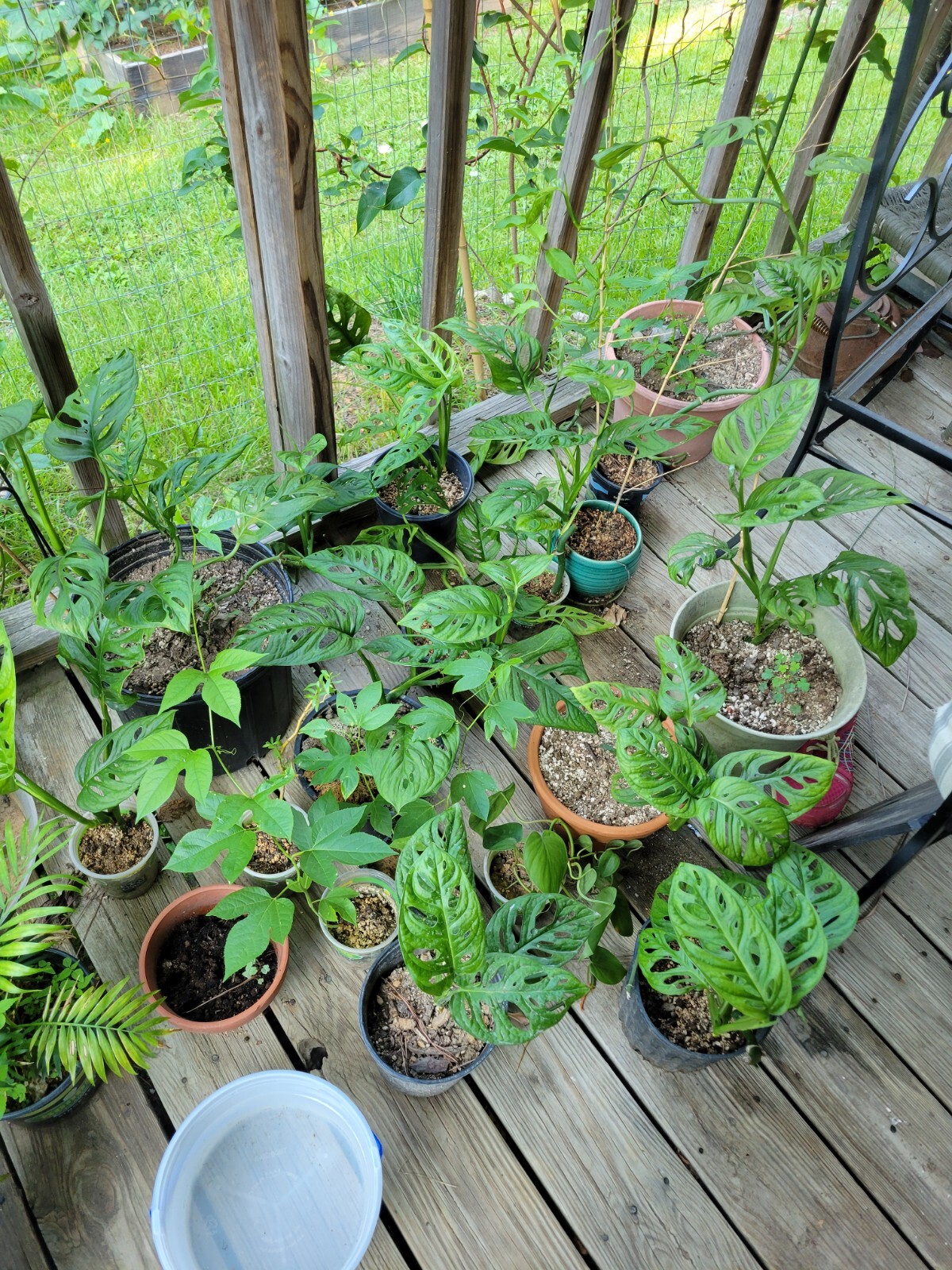 Monstera 12-15″