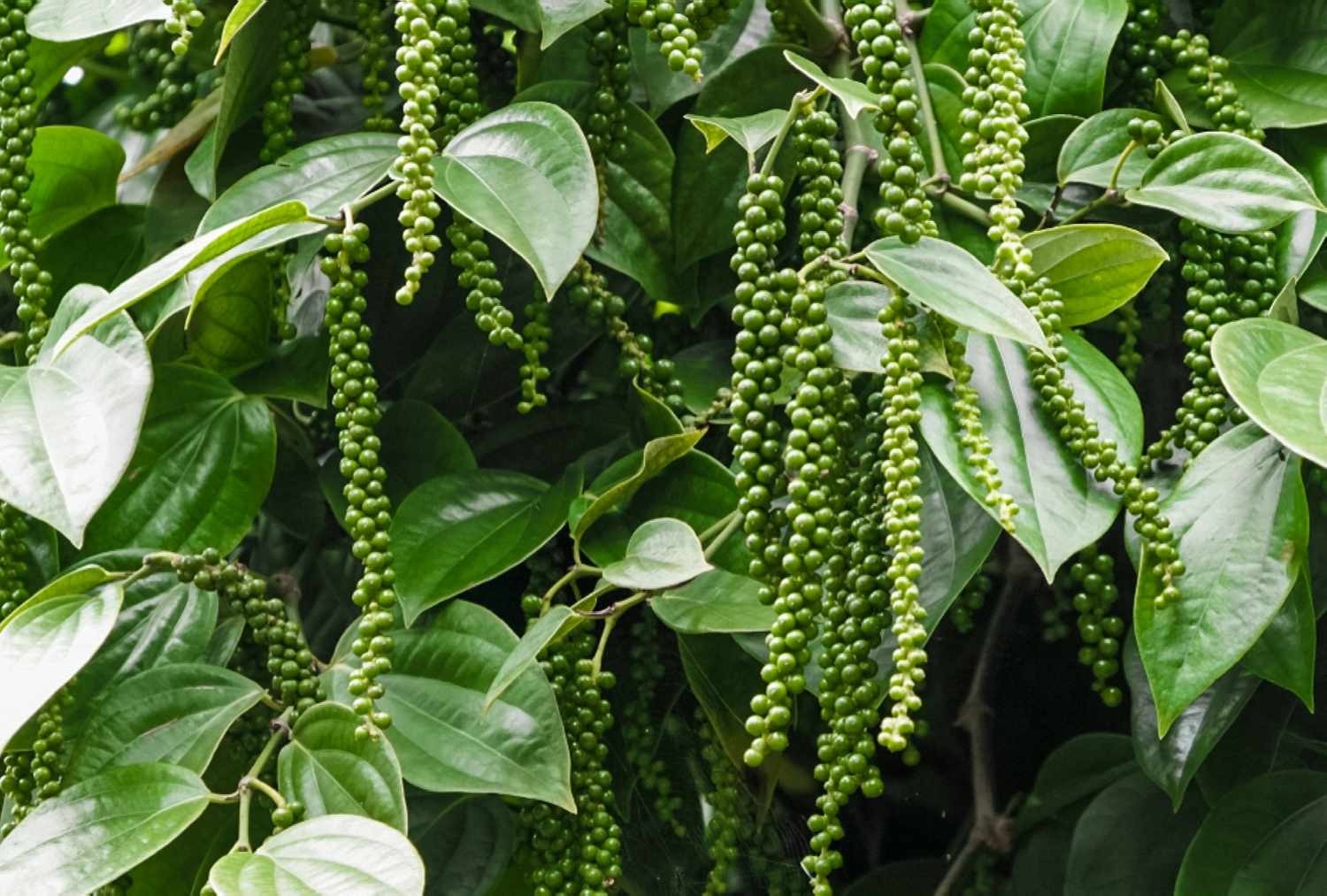 White Peppercorn Seeds (30) / Vining / Florida Grown / Rare
