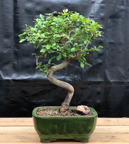Chinese Elm Bonsai Tree Live Indoor Curve Trunk Feng Shui Plant 10” Tall